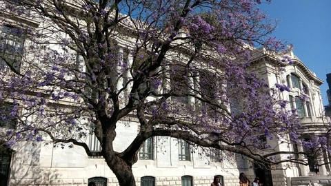 Primavera