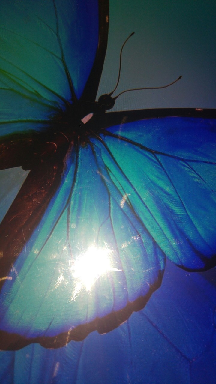 farfalla blu