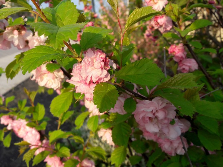 flowers