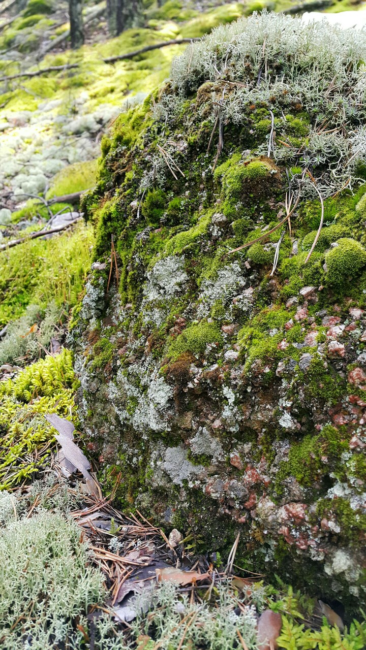 Stone in moss