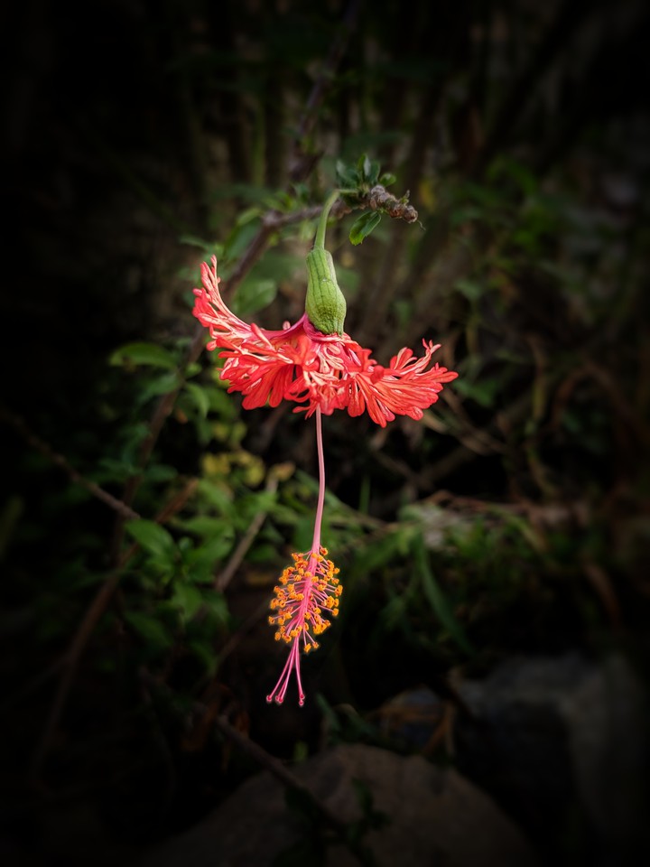 beautiful flower