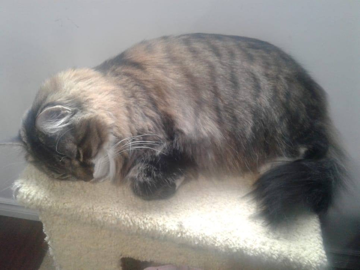 sleeping cat