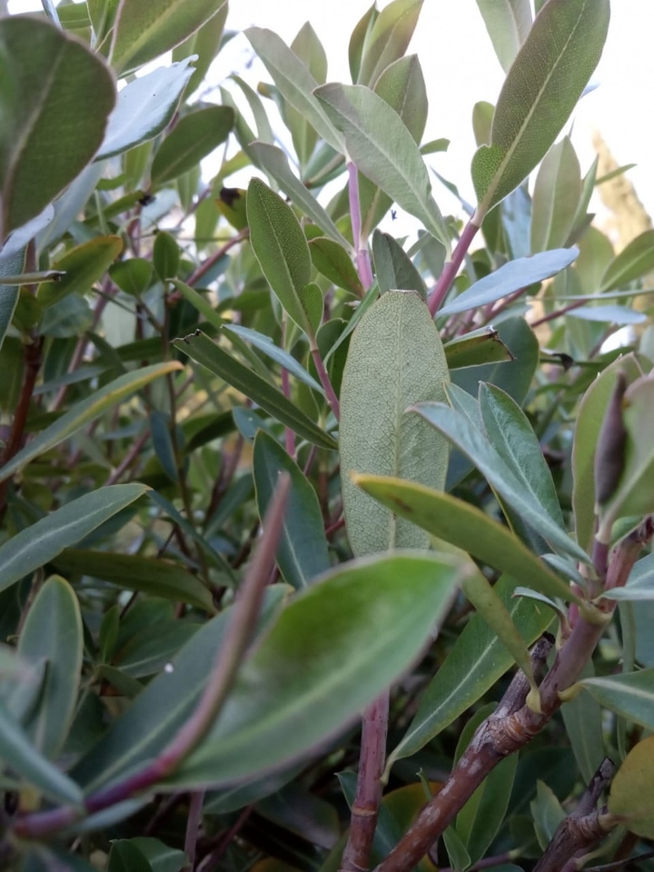 leaves