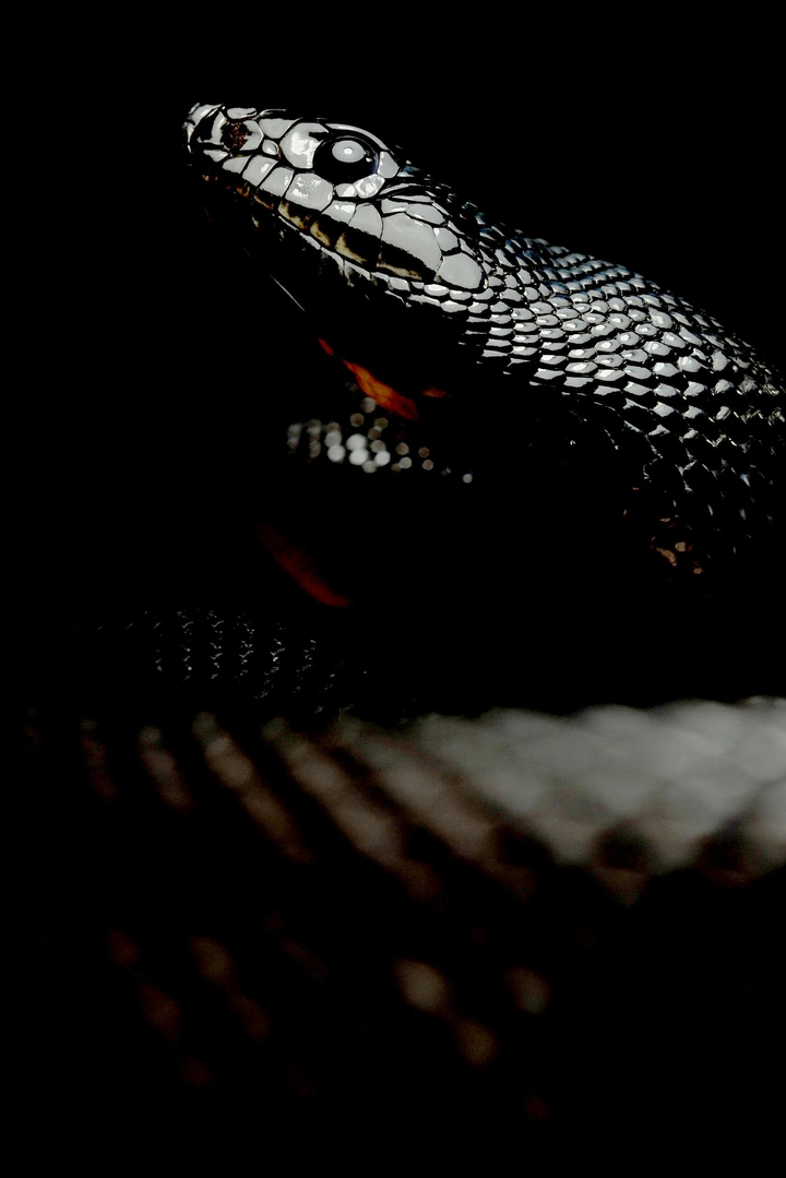 Black Mamba