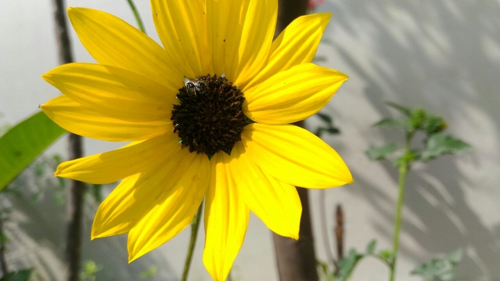 sun flower