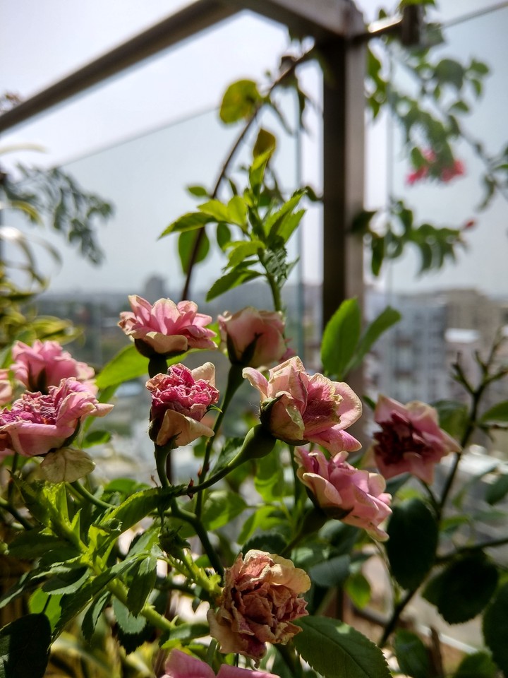 roses