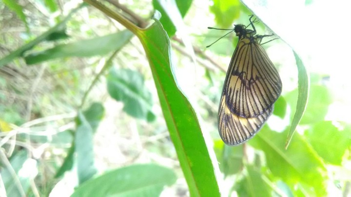 butterfly ,  metamorfose