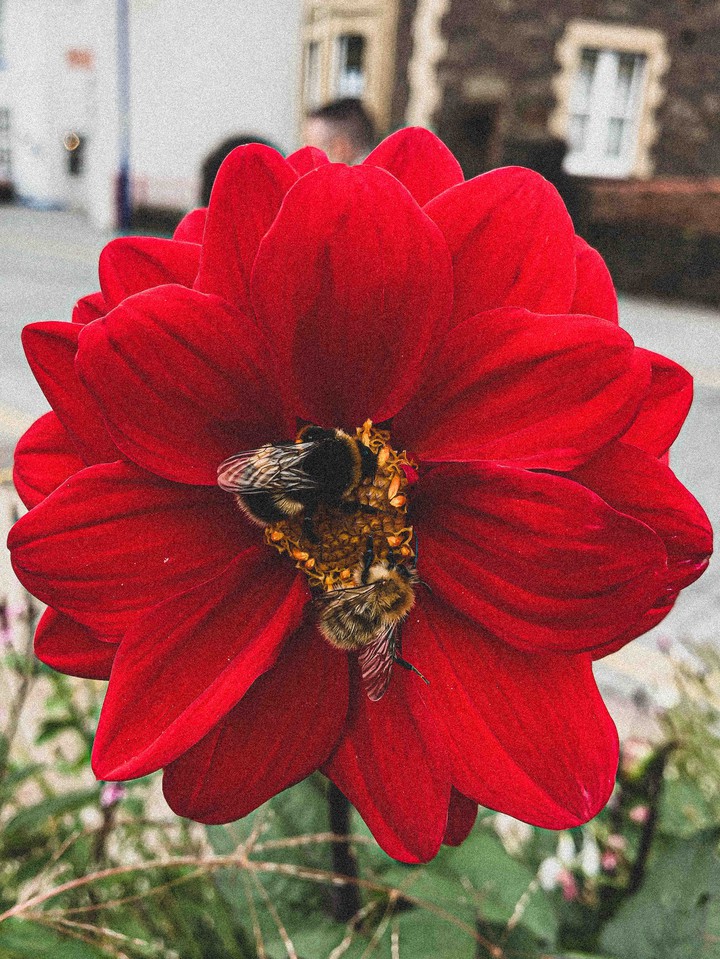 Bees on red