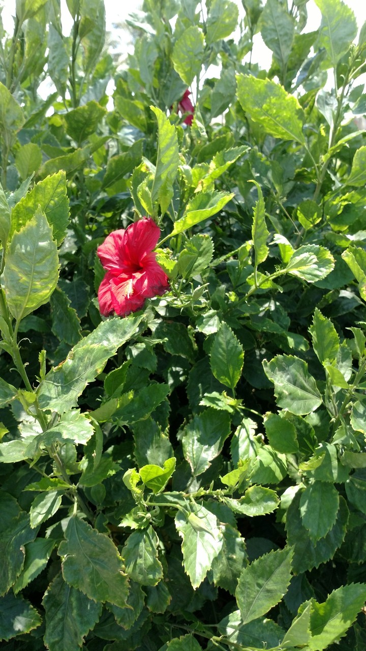 flowers red