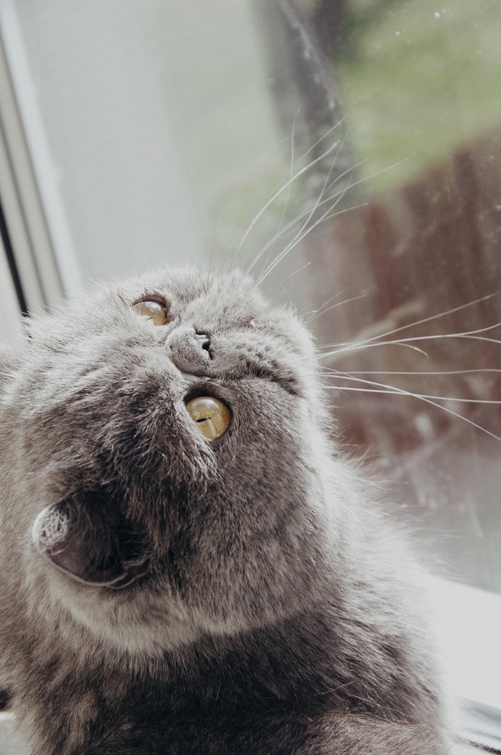 spring cat