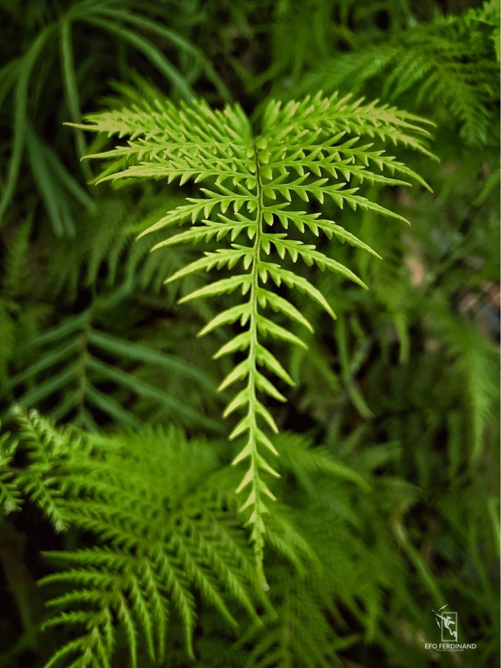 Green Warrior