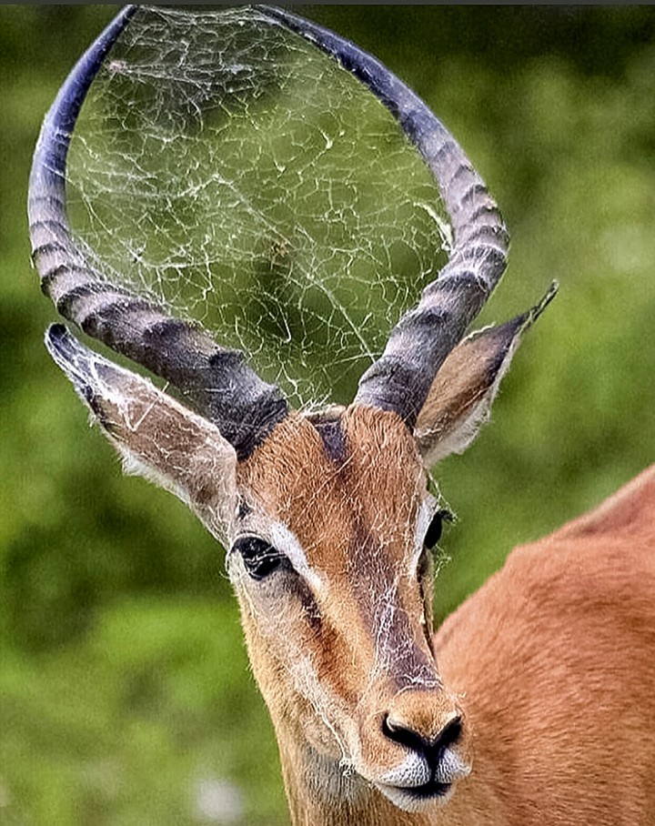 Spider Included