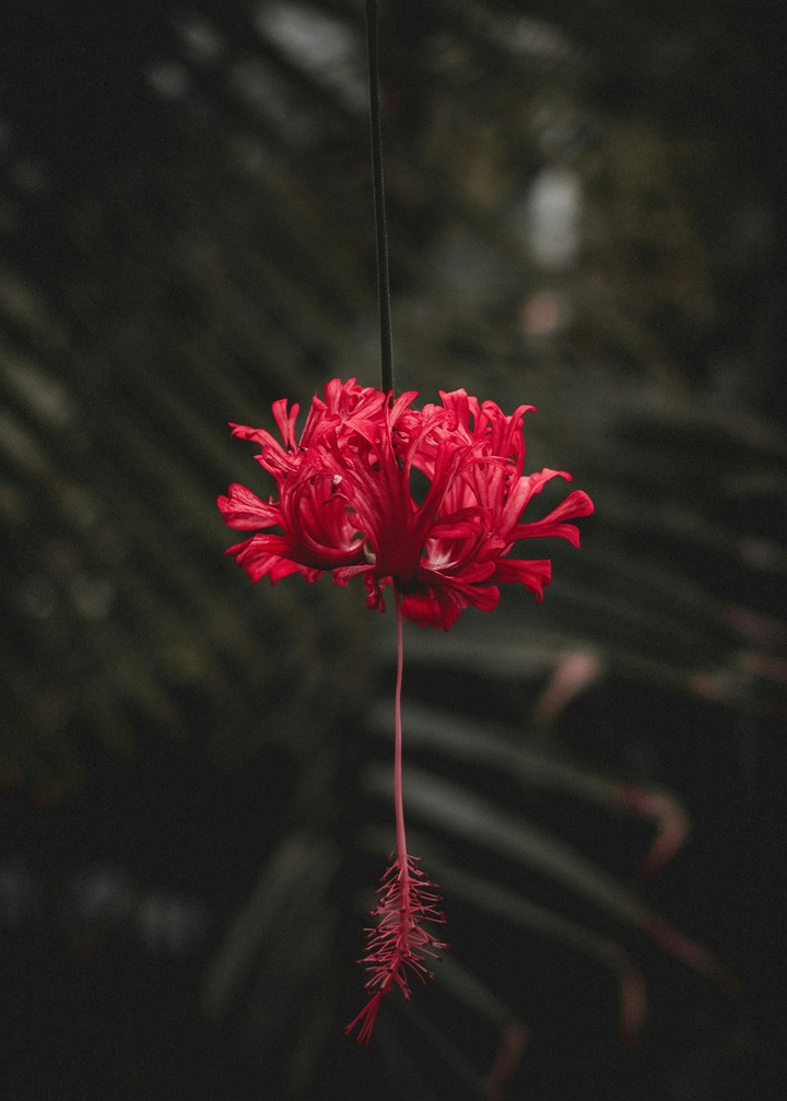 China Rose