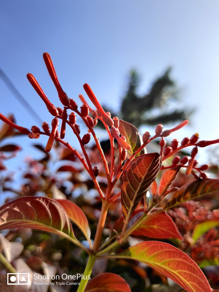 A PHOTO OF BEAUTIFUL LEAVES SHOT ON A BRIGHT SUNNY DAY