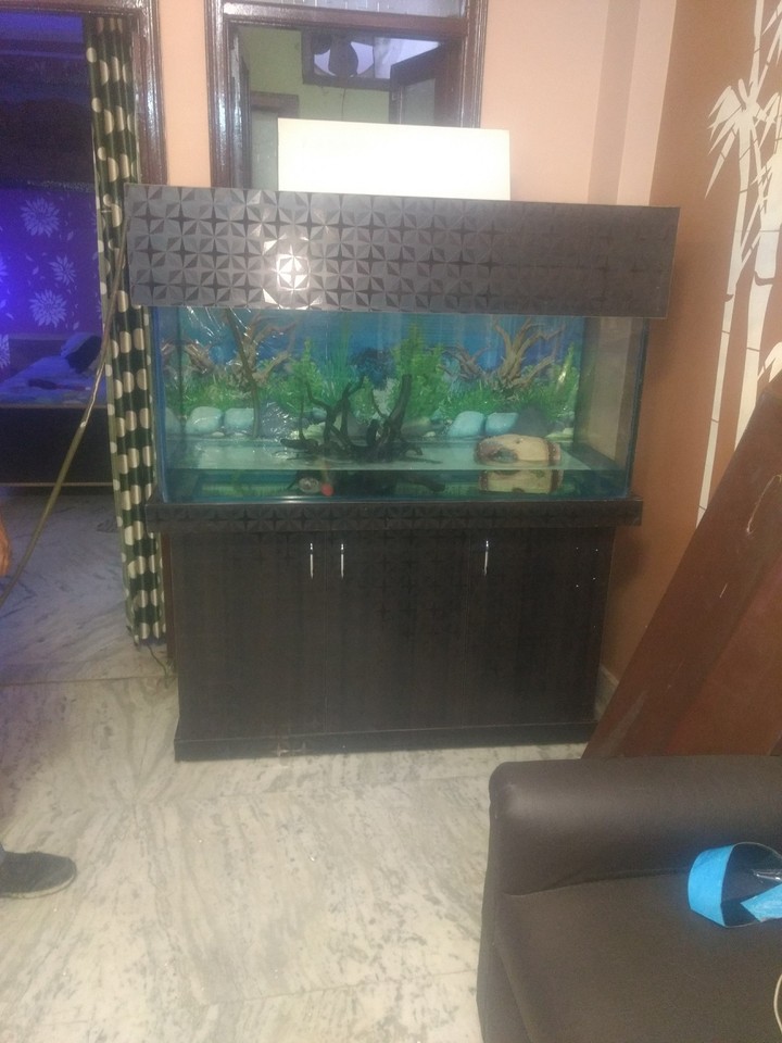 new aquarium