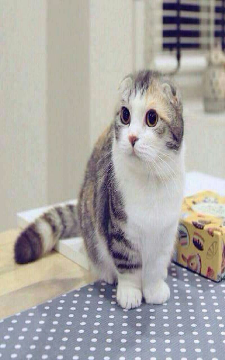 Kitty cat