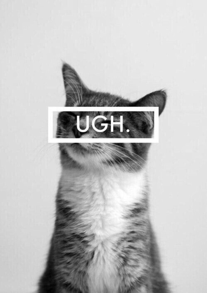 Ugh cat