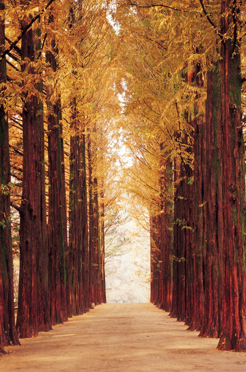 Tree Lined Street