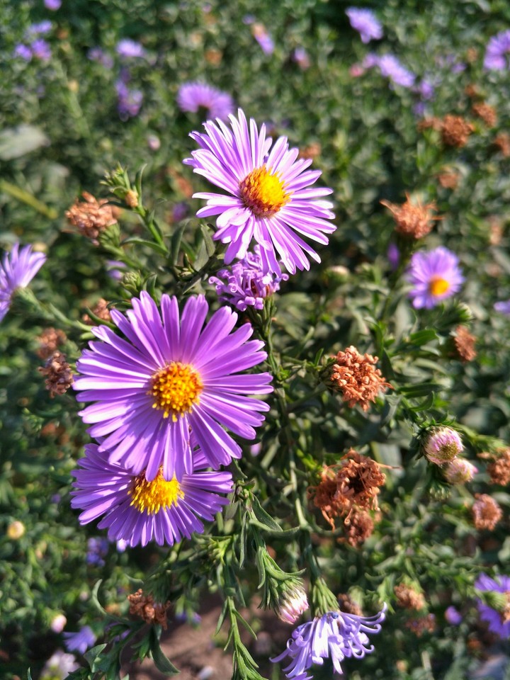 flovers