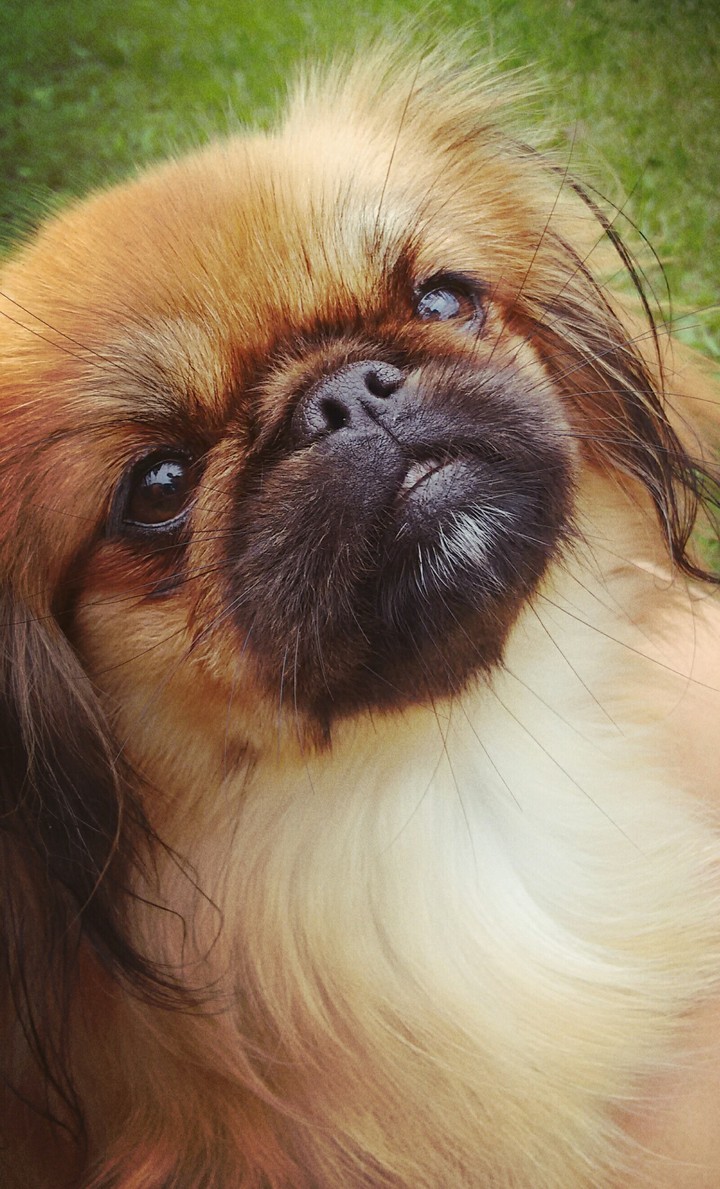 dog is belive