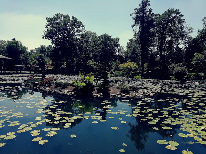 pond