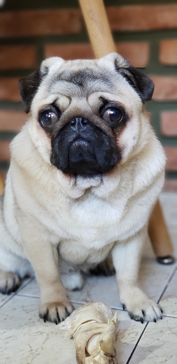 Pug