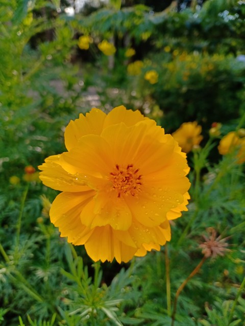 flower