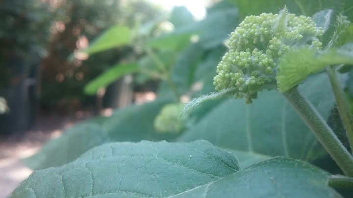 A New Flower is Born