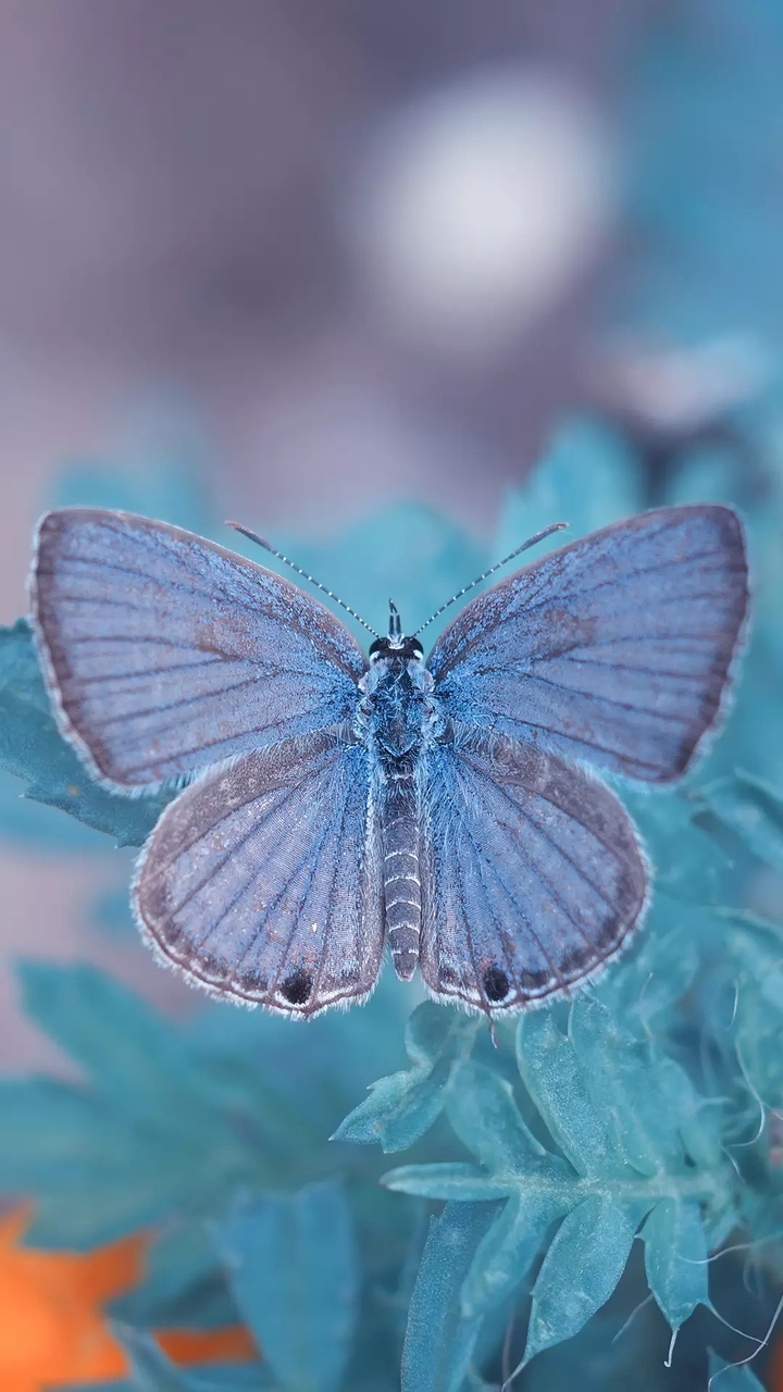butterfly