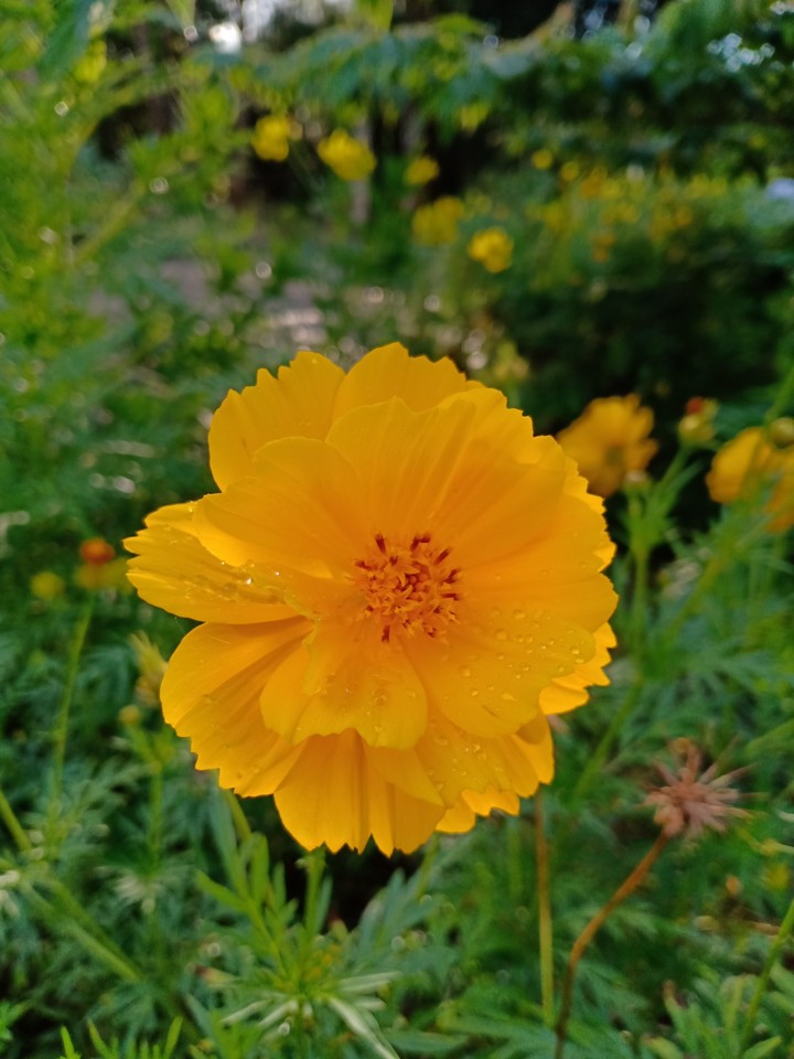 flower
