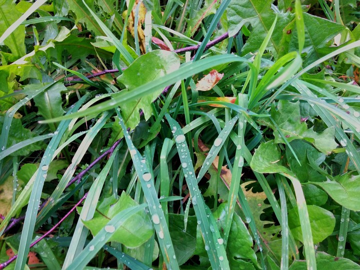 green grass