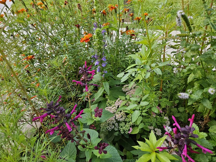 My Little Jungle Garden 2026