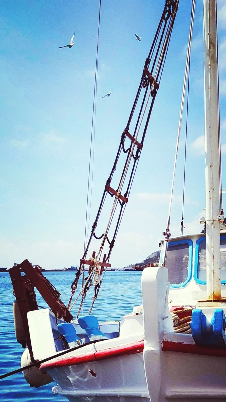 boat and seagulls