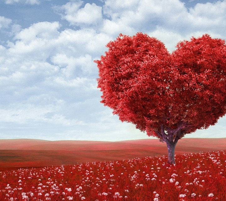 tree love