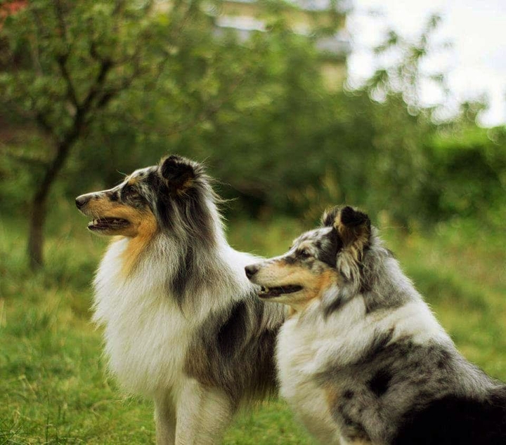 dogs