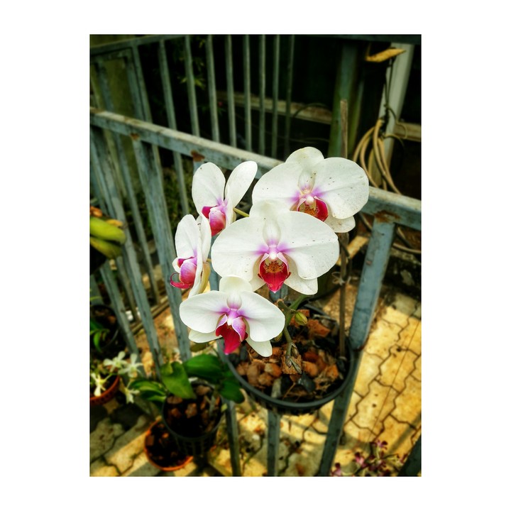 orchid