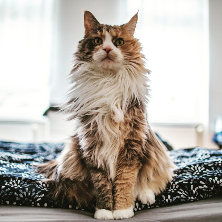 Fur Cat