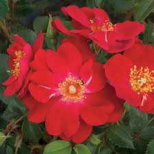 Red flowers.