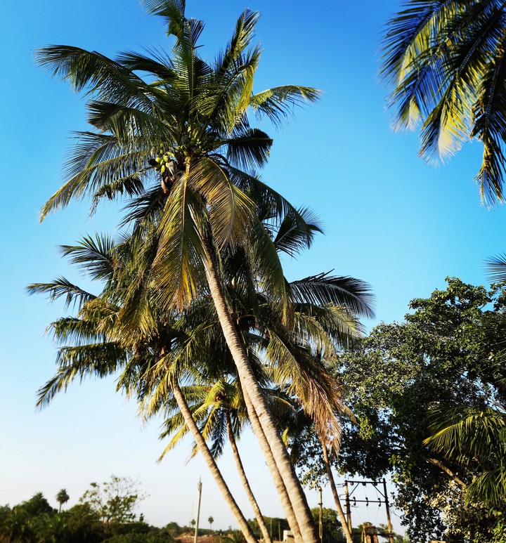 coconut tree
