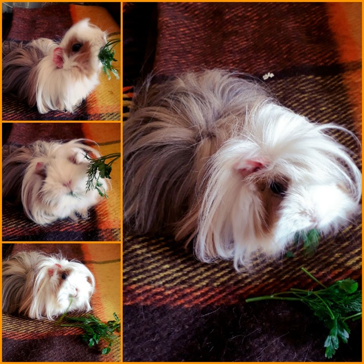 Guinea pig