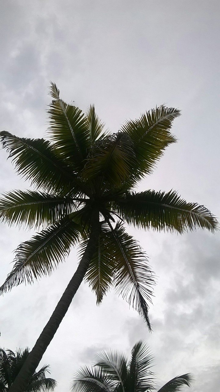 coconut treeeee