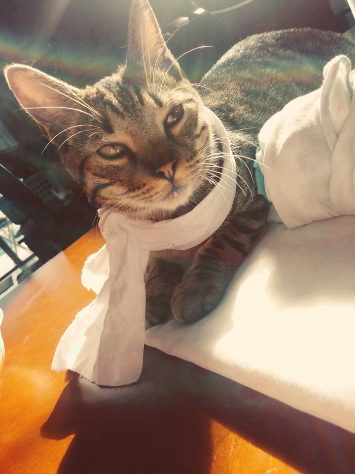 Fashonista