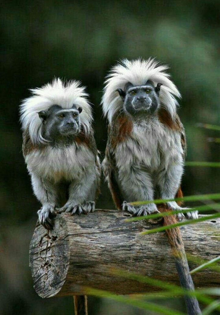 Animals