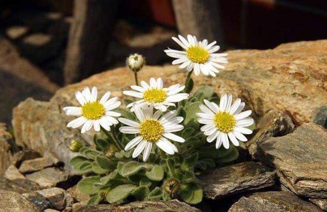 flores