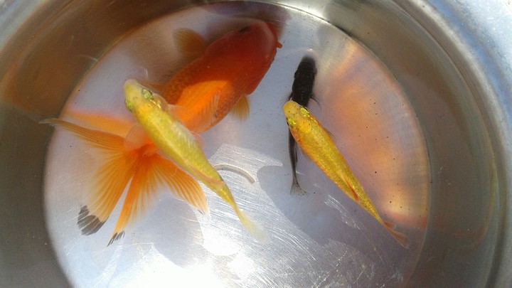 fishes