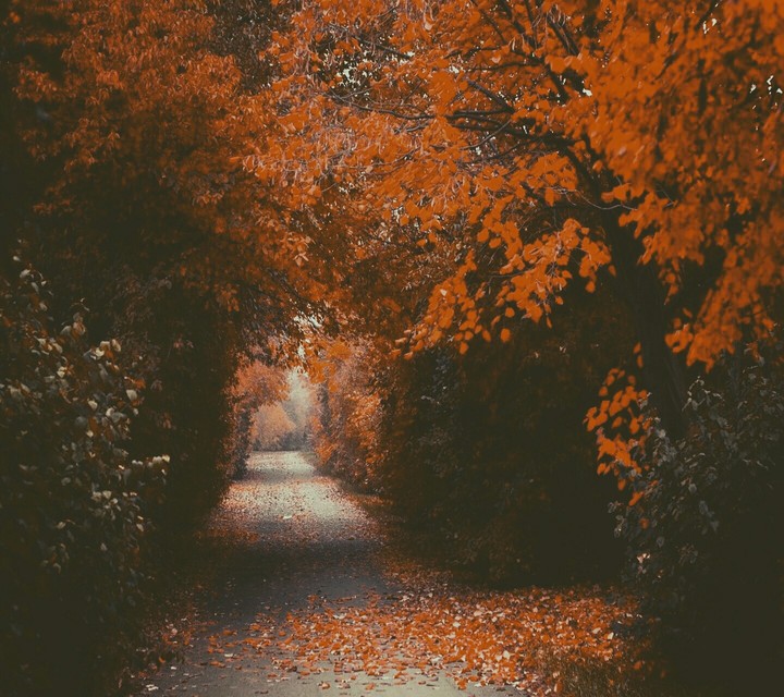 trees with orange lefe...