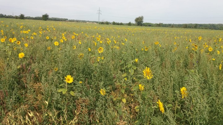 Blumenwiese