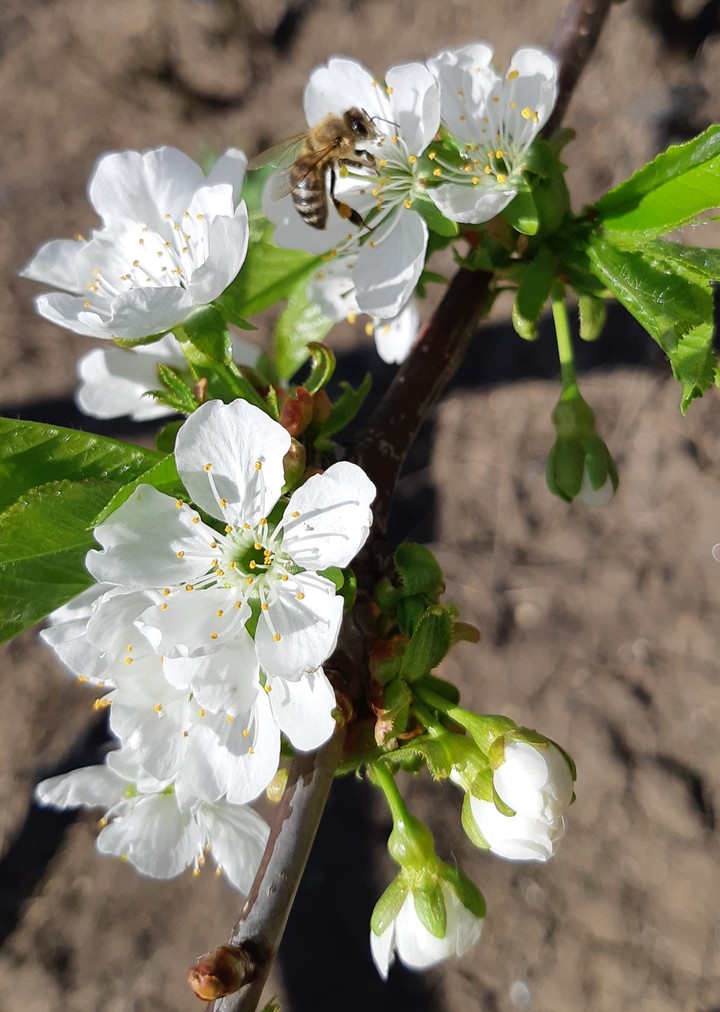 blossom tree