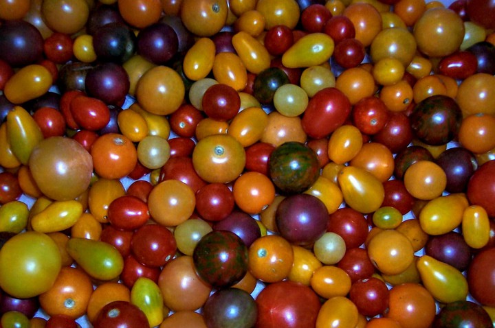 Tiny Tomato Party
