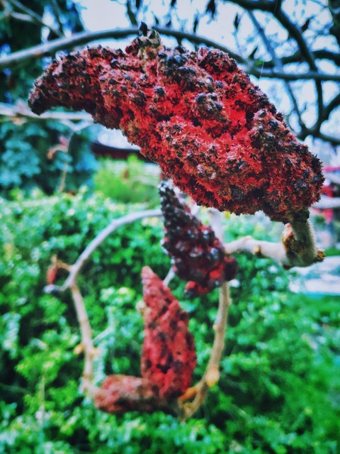 flower, mushroom桌布